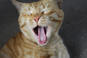 Photo of yawning cat