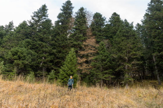 Photo of lone worker surveying field at the edge of a stand of trees