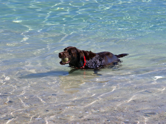 Photo of chocolate Lab dog in water at a sandy beach in summer