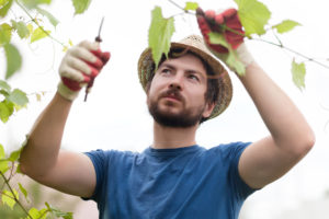 Photo of man pruning grape vine