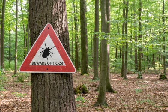 Photo of a forest with a sign saying Beware of ticks!