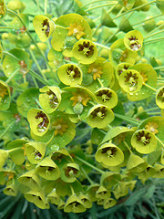 Euphorbia. Photo credit: Mark Bridge