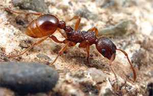 Photo credit: Alex Wild, image from WorkSafeBC's European fire ants in the workplace