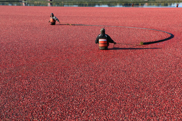 Photo of two workers harvesting cranberries in field flooded with water