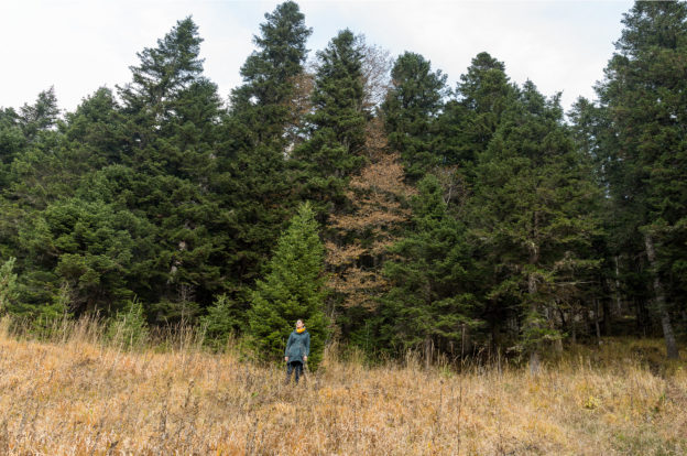 Photo of woman surveying field at the edge of a stand of trees