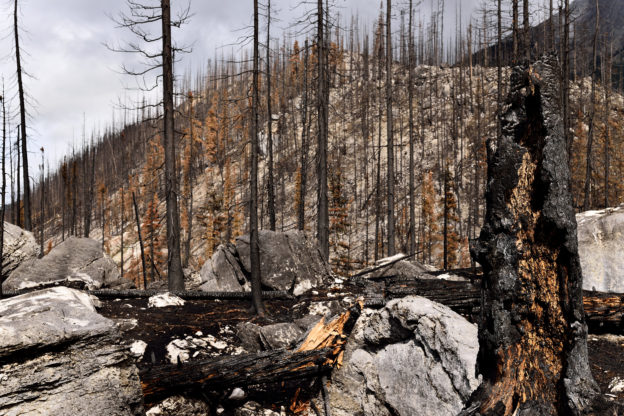 Photo of burnt trees on rocky mountainside