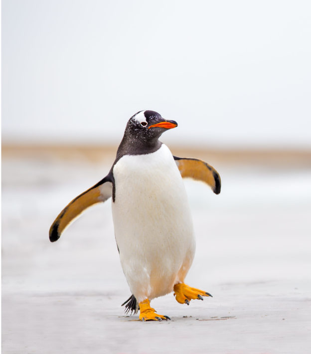 Photo of a penguin walking
