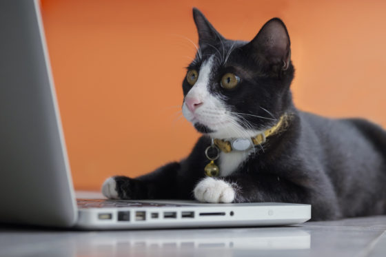 Photo of black-and-white cat working at a laptop