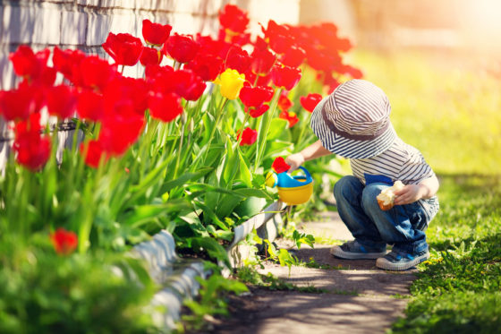 Photo of small child watering red tulips using toy watering can