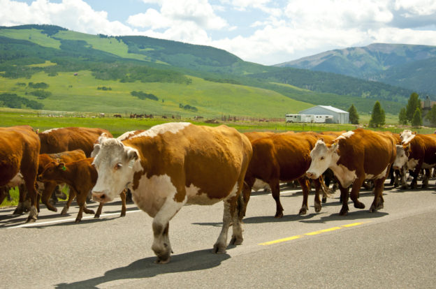 Photo of brown-and-white cattle being driven down the middle of a paved road, with a farm in the background
