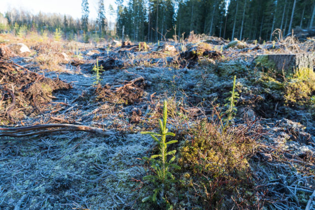 Photo of everygreen seedlings on a reforestation site