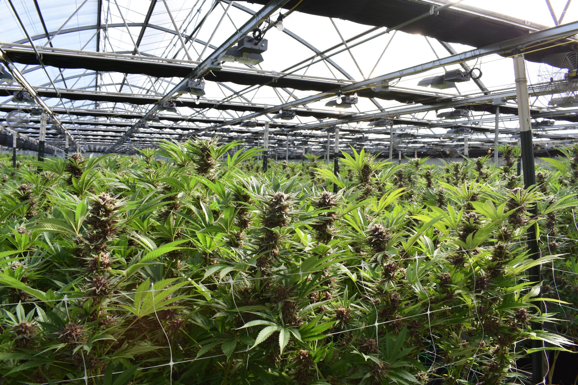 Photo of commercial cannabis greenhouse