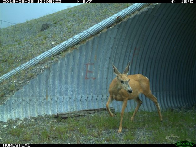 Photo of mule deer emerging from underpass wildlife crossing