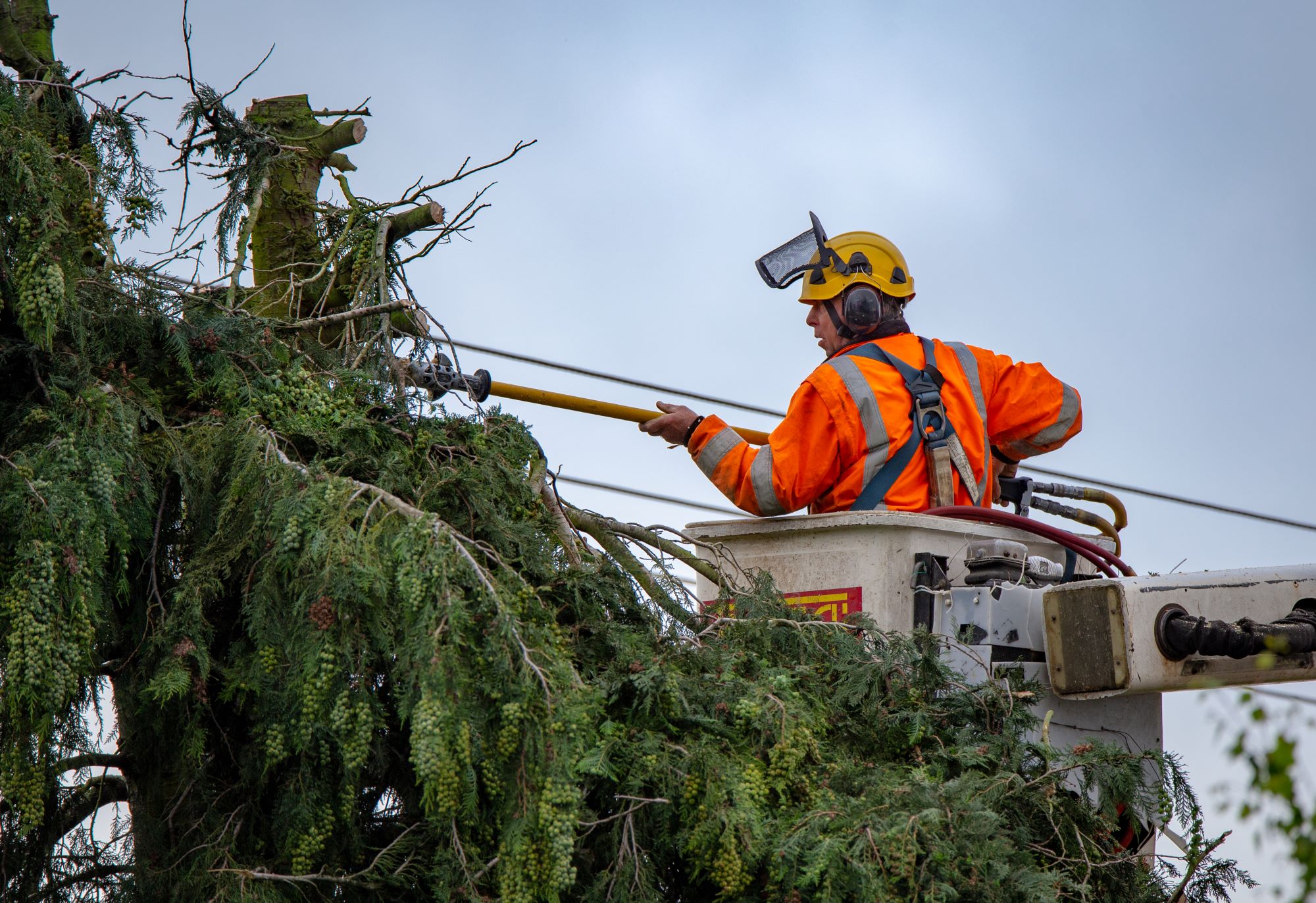 Photo of an arborist pruning trees from a hoisted bucket near high-voltage powerlines
