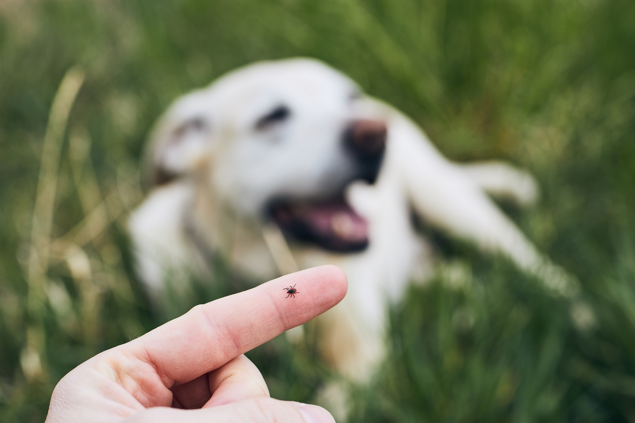 Photo of Close-up view of tick on human finger against dog lying in grass.