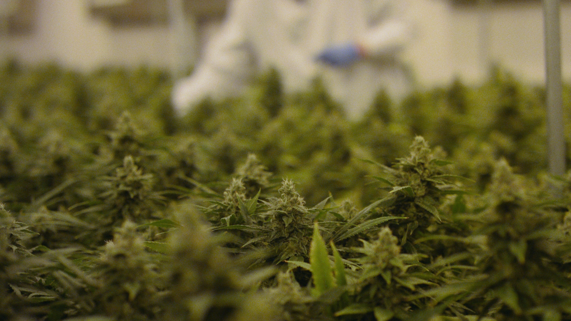 Close up photo of cannabis flowers growing in a factory, with a worker in the background