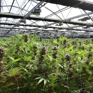 Photo of cannabis plants