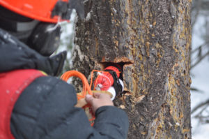 Photo of worker placing explosives in hole cut into a tree.