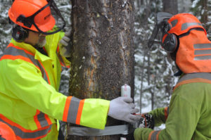 Photo of workers taping explosives to a tree for blasting