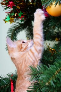 Photo of kitten clawing at a bauble on a Christmas tree